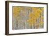 Aspen Trees-Don Paulson-Framed Giclee Print