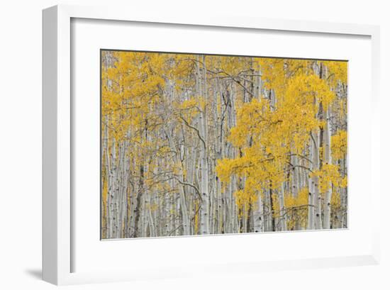 Aspen Trees-Don Paulson-Framed Giclee Print