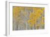 Aspen Trees-Don Paulson-Framed Giclee Print