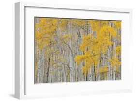 Aspen Trees-Don Paulson-Framed Giclee Print