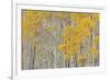 Aspen Trees-Don Paulson-Framed Giclee Print