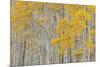 Aspen Trees-Don Paulson-Mounted Giclee Print