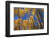 Aspen Trees-DLILLC-Framed Photographic Print