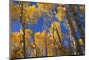 Aspen Trees-DLILLC-Mounted Photographic Print