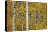 Aspen Trunks Among Yellow Leaves-James Hager-Stretched Canvas