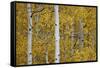 Aspen Trunks Among Yellow Leaves-James Hager-Framed Stretched Canvas