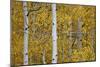 Aspen Trunks Among Yellow Leaves-James Hager-Mounted Photographic Print