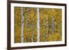 Aspen Trunks Among Yellow Leaves-James Hager-Framed Photographic Print