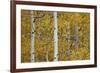 Aspen Trunks Among Yellow Leaves-James Hager-Framed Photographic Print