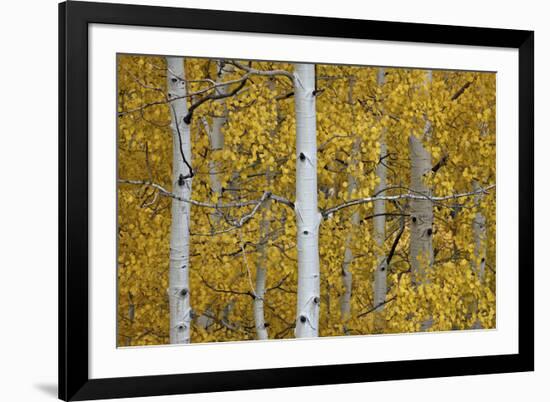 Aspen Trunks Among Yellow Leaves-James Hager-Framed Photographic Print