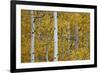 Aspen Trunks Among Yellow Leaves-James Hager-Framed Photographic Print