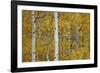 Aspen Trunks Among Yellow Leaves-James Hager-Framed Photographic Print