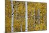 Aspen Trunks Among Yellow Leaves-James Hager-Mounted Photographic Print