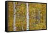 Aspen Trunks Among Yellow Leaves-James Hager-Framed Stretched Canvas