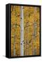 Aspen Trunks Among Yellow Leaves-James Hager-Framed Stretched Canvas
