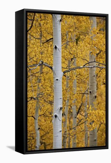 Aspen Trunks Among Yellow Leaves-James Hager-Framed Stretched Canvas