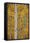 Aspen Trunks Among Yellow Leaves-James Hager-Framed Stretched Canvas