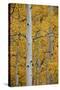 Aspen Trunks Among Yellow Leaves-James Hager-Stretched Canvas