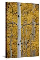 Aspen Trunks Among Yellow Leaves-James Hager-Stretched Canvas