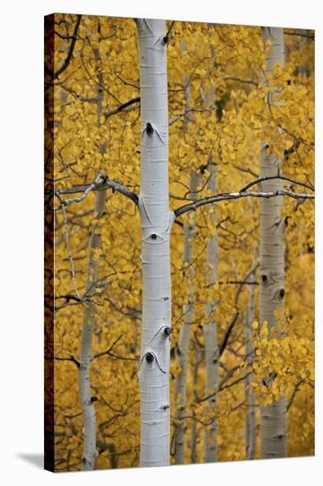 Aspen Trunks Among Yellow Leaves-James Hager-Stretched Canvas