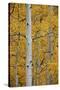 Aspen Trunks Among Yellow Leaves-James Hager-Stretched Canvas