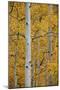 Aspen Trunks Among Yellow Leaves-James Hager-Mounted Photographic Print