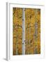 Aspen Trunks Among Yellow Leaves-James Hager-Framed Photographic Print