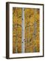 Aspen Trunks Among Yellow Leaves-James Hager-Framed Photographic Print