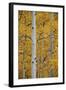 Aspen Trunks Among Yellow Leaves-James Hager-Framed Photographic Print