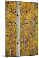 Aspen Trunks Among Yellow Leaves-James Hager-Mounted Photographic Print