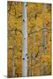 Aspen Trunks Among Yellow Leaves-James Hager-Mounted Photographic Print