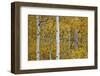 Aspen Trunks Among Yellow Leaves-James Hager-Framed Photographic Print