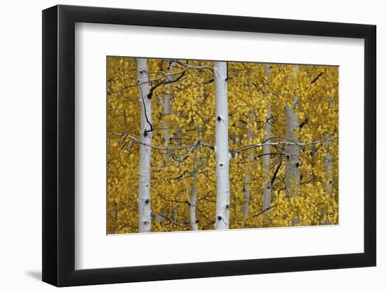 Aspen Trunks Among Yellow Leaves-James Hager-Framed Photographic Print