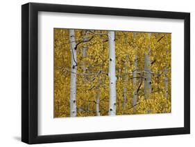 Aspen Trunks Among Yellow Leaves-James Hager-Framed Photographic Print
