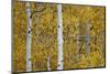 Aspen Trunks Among Yellow Leaves-James Hager-Mounted Photographic Print