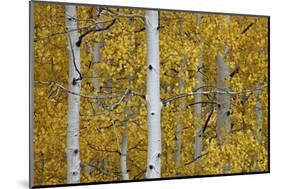 Aspen Trunks Among Yellow Leaves-James Hager-Mounted Photographic Print