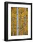 Aspen Trunks Among Yellow Leaves-James Hager-Framed Photographic Print