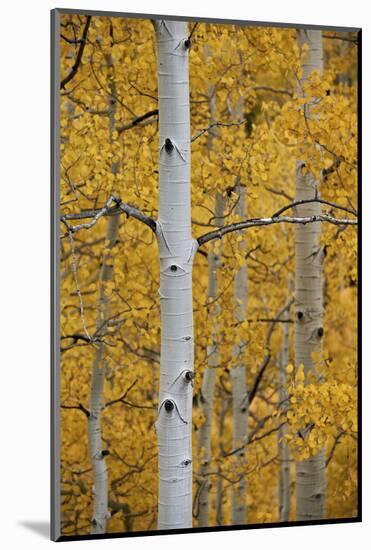 Aspen Trunks Among Yellow Leaves-James Hager-Mounted Photographic Print