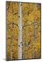 Aspen Trunks Among Yellow Leaves-James Hager-Mounted Photographic Print