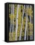 Aspen Trunks and Fall Foliage, Near Telluride, Colorado, United States of America, North America-James Hager-Framed Stretched Canvas