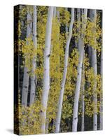 Aspen Trunks and Fall Foliage, Near Telluride, Colorado, United States of America, North America-James Hager-Stretched Canvas