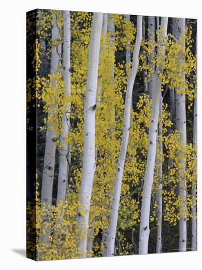 Aspen Trunks and Fall Foliage, Near Telluride, Colorado, United States of America, North America-James Hager-Stretched Canvas