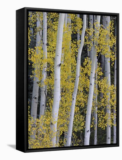 Aspen Trunks and Fall Foliage, Near Telluride, Colorado, United States of America, North America-James Hager-Framed Stretched Canvas