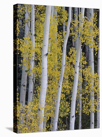 Aspen Trunks and Fall Foliage, Near Telluride, Colorado, United States of America, North America-James Hager-Stretched Canvas