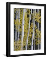 Aspen Trunks and Fall Foliage, Near Telluride, Colorado, United States of America, North America-James Hager-Framed Photographic Print