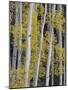 Aspen Trunks and Fall Foliage, Near Telluride, Colorado, United States of America, North America-James Hager-Mounted Photographic Print