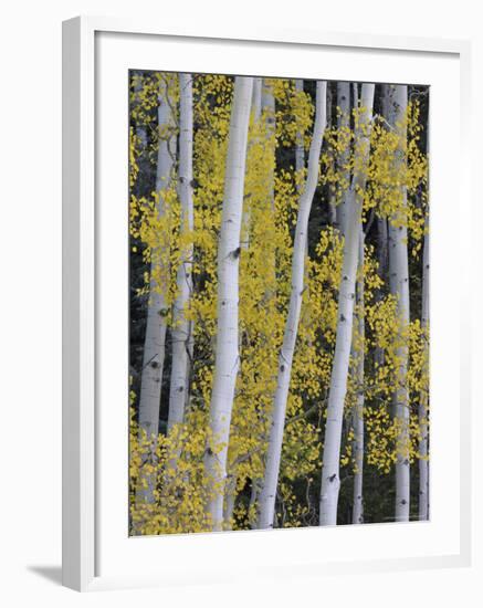 Aspen Trunks and Fall Foliage, Near Telluride, Colorado, United States of America, North America-James Hager-Framed Photographic Print