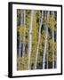 Aspen Trunks and Fall Foliage, Near Telluride, Colorado, United States of America, North America-James Hager-Framed Photographic Print