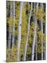 Aspen Trunks and Fall Foliage, Near Telluride, Colorado, United States of America, North America-James Hager-Mounted Photographic Print
