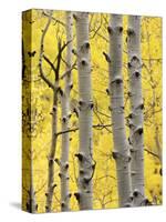 Aspen Trunks and Fall Foliage, Near Telluride, Colorado, United States of America, North America-James Hager-Stretched Canvas